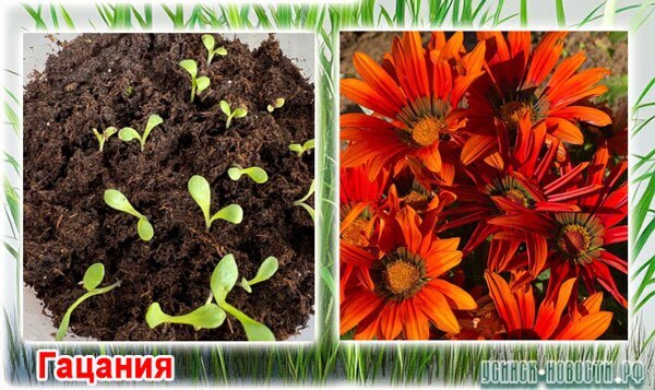 Гацания_060425_1