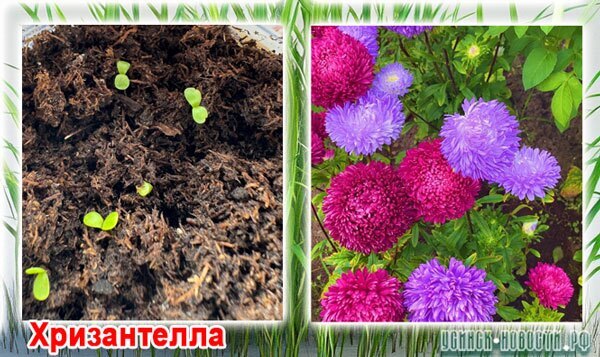 Хризантелла_060425_1