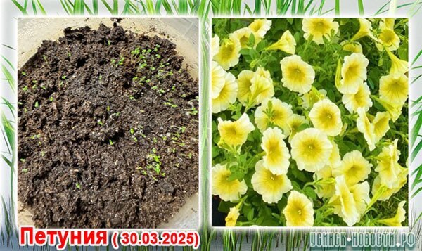 Петуния_060425