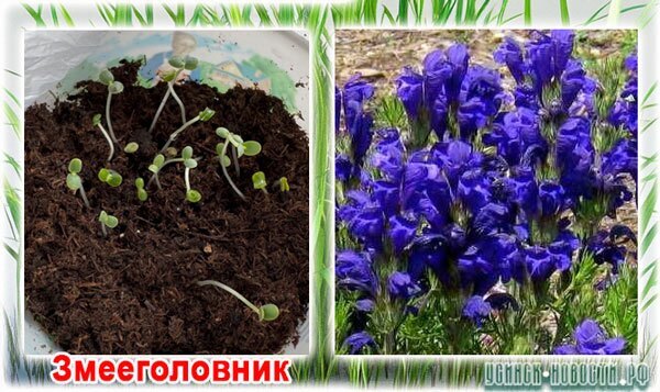 Змееголовник_060425